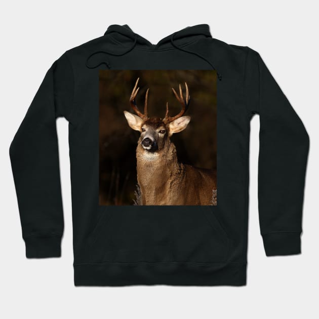 I am 'King' of this forest! - White-tailed Deer Hoodie by Jim Cumming